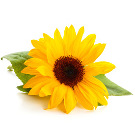 sunflower_thumb