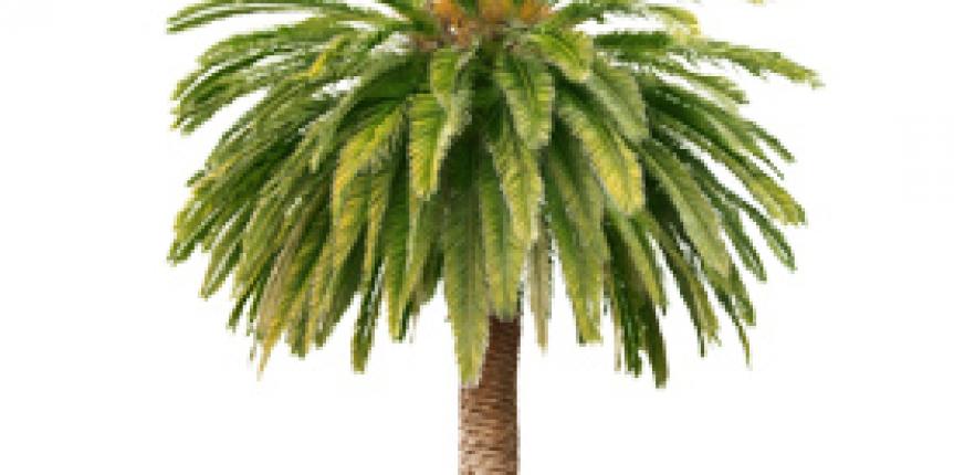 Zubaida Palm Olein